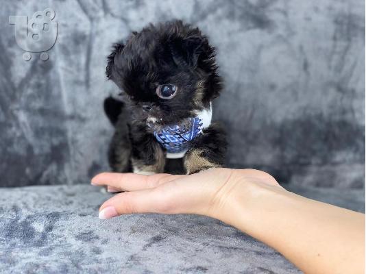 PoulaTo: Κουτάβια AKC reg Chihuahua